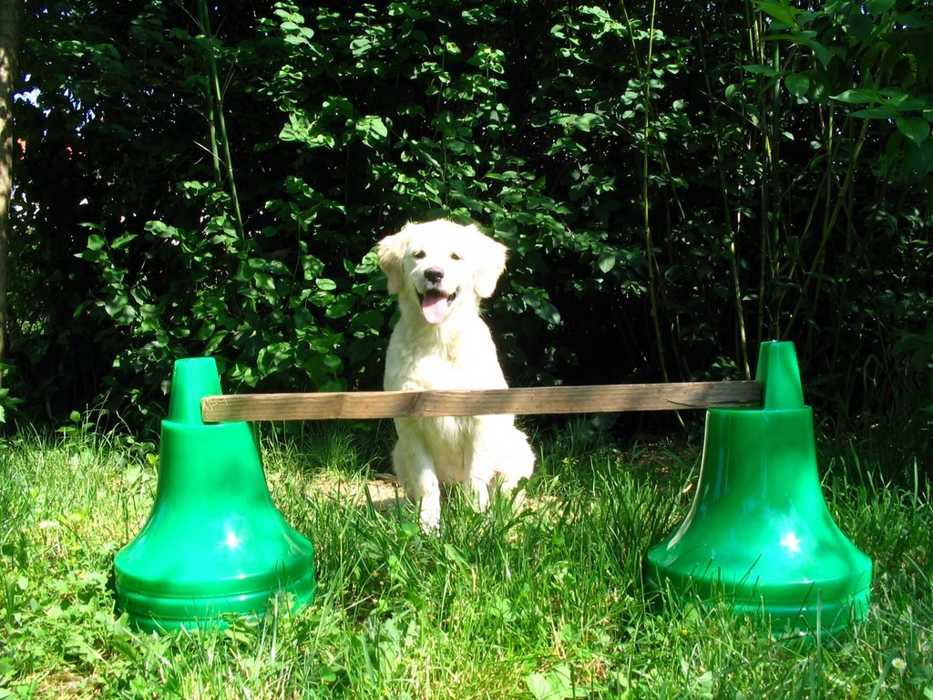 golden retriever qui saute