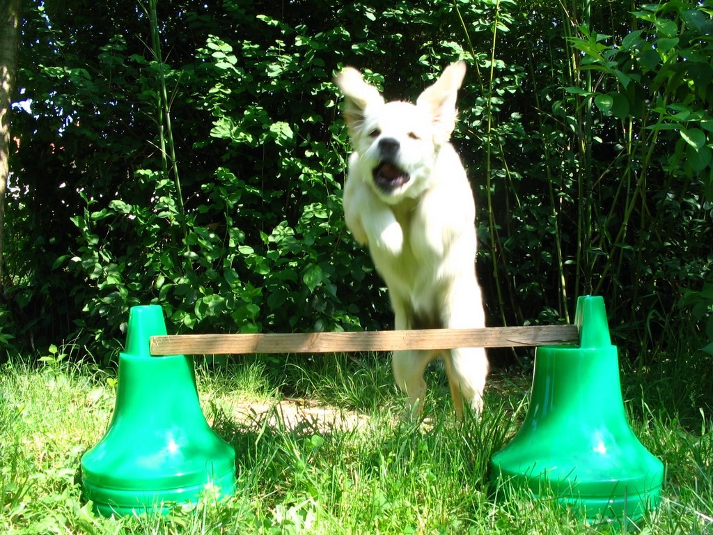 golden retriever qui saute
