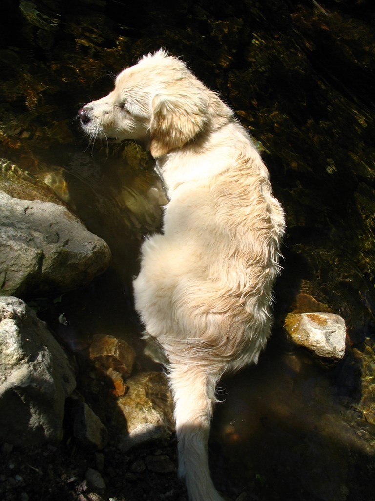 golden retriever au bord d'une rivière
