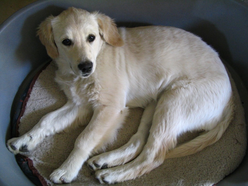 golden retriever couché dans un panier