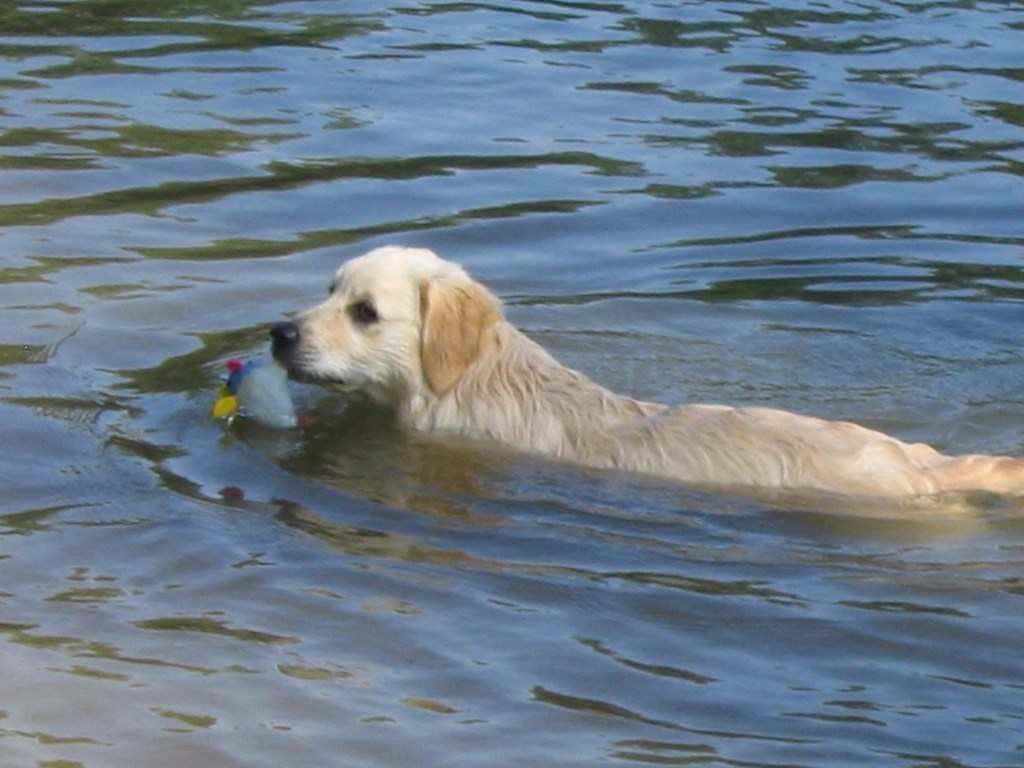 golden retriever nage dans l'eau avec un jouet