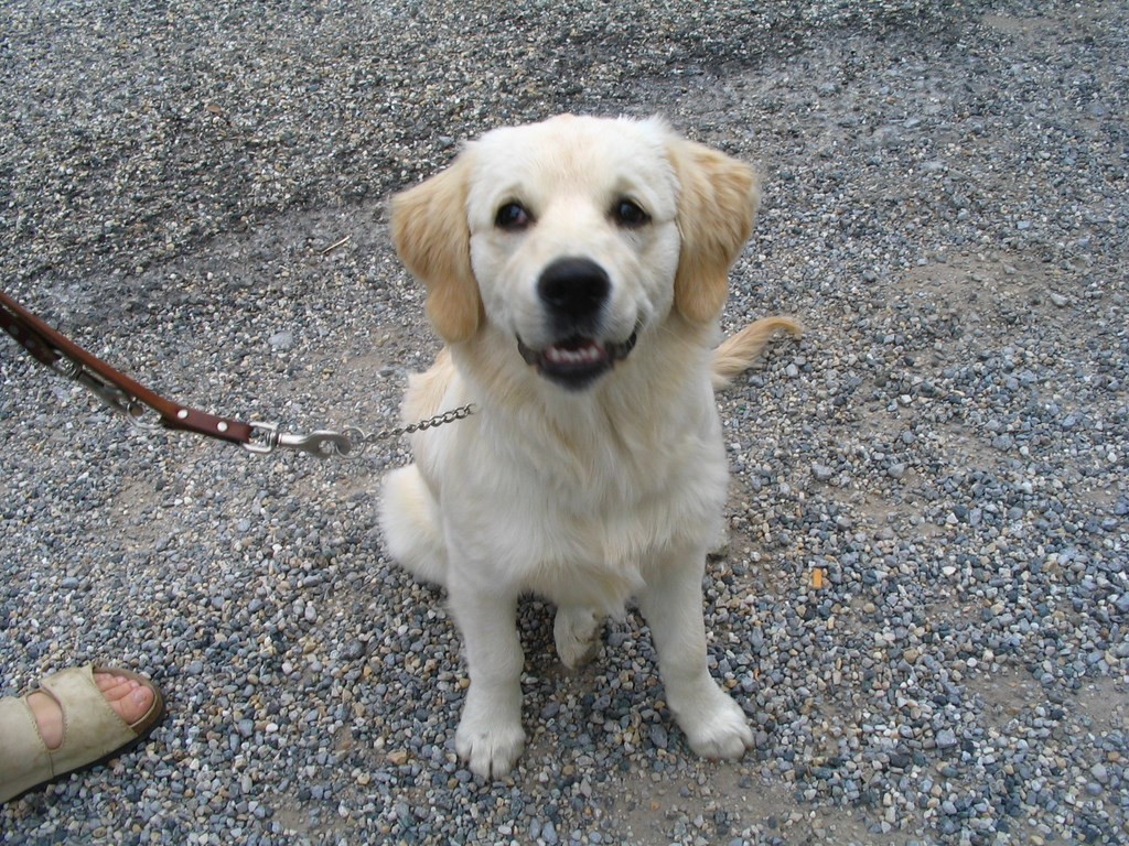 jeune golden retriever  assis et en laisse