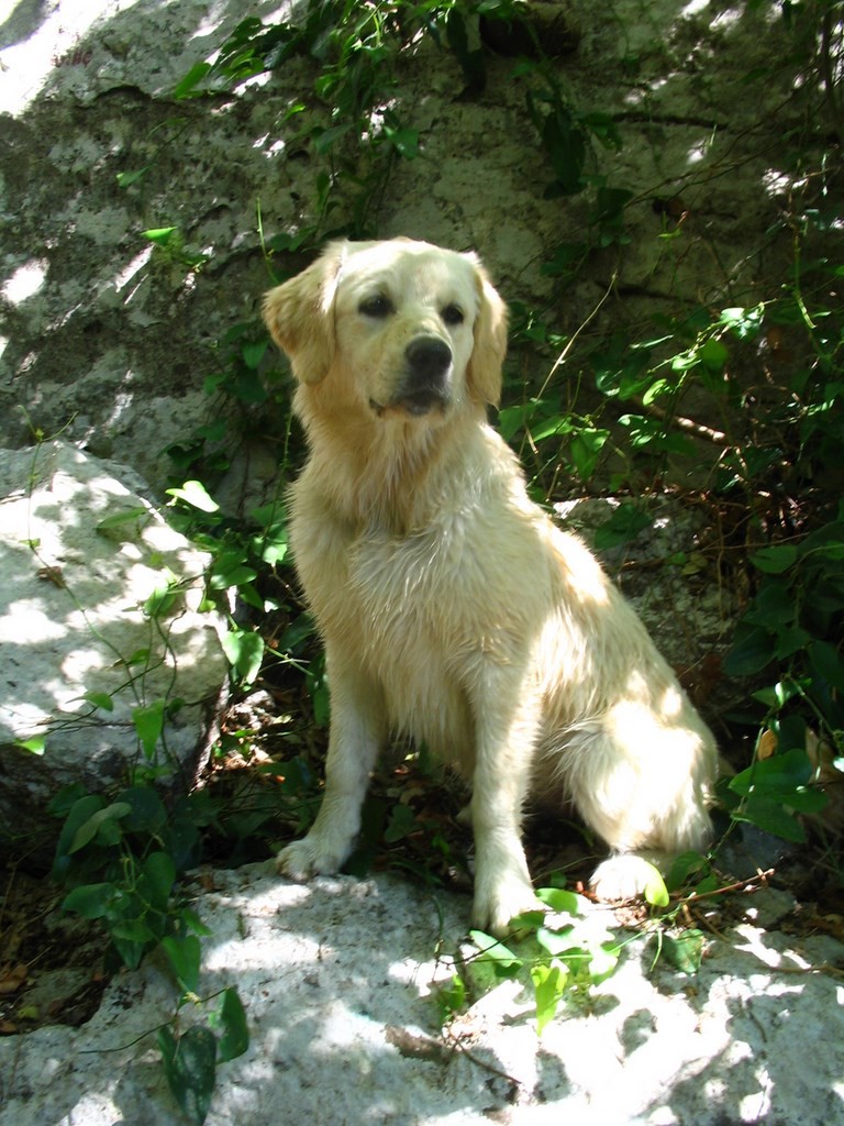 golden retriever assis sur un rocher