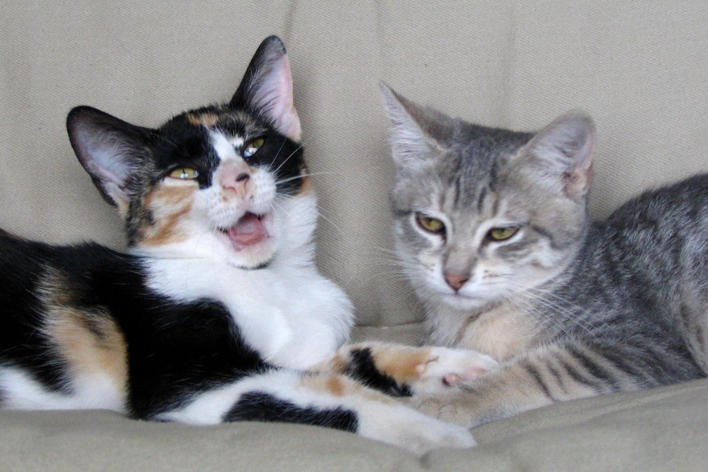 les chattes Prune et lune le 21/08/205