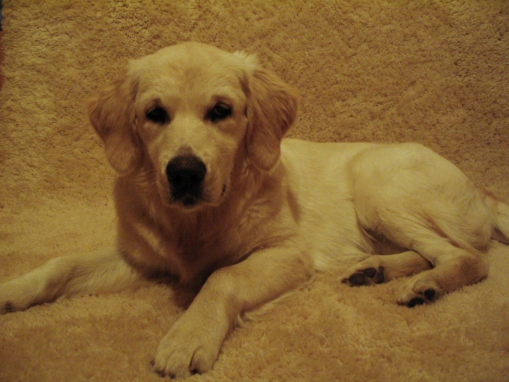 un golden retriever couché sur un couverture brune