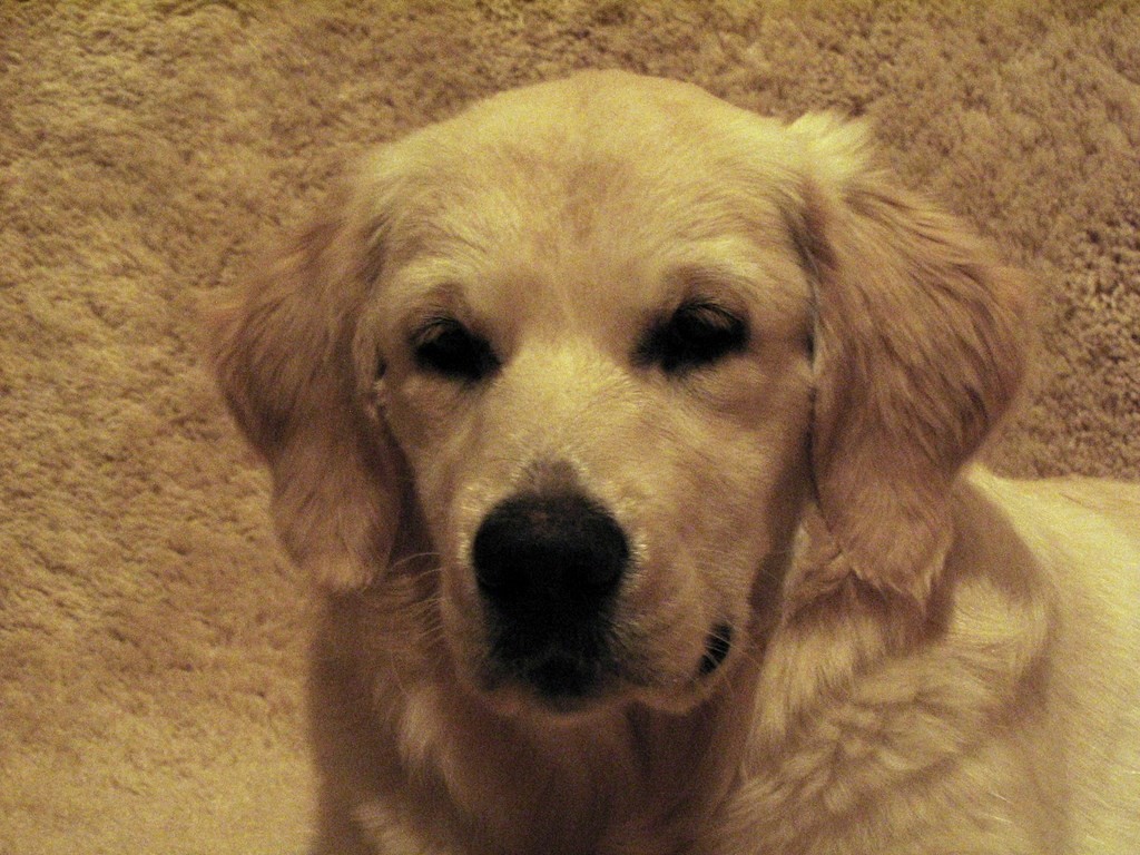 tête de  golden retriever 