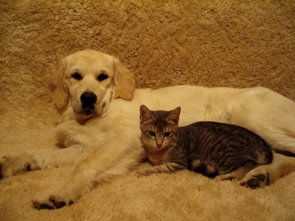 un golden retriever  couché avec un chat