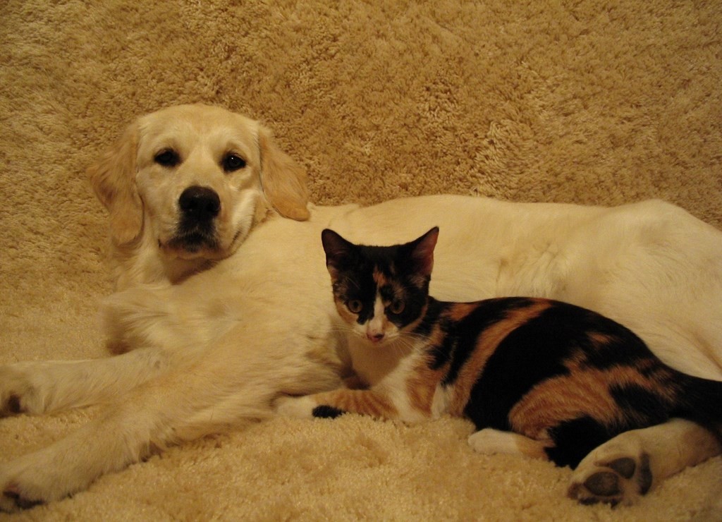 lun golden retriever  couché sur le côté avec un chat