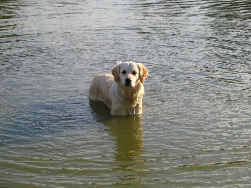 un golden retriever qui attend dans l'eau