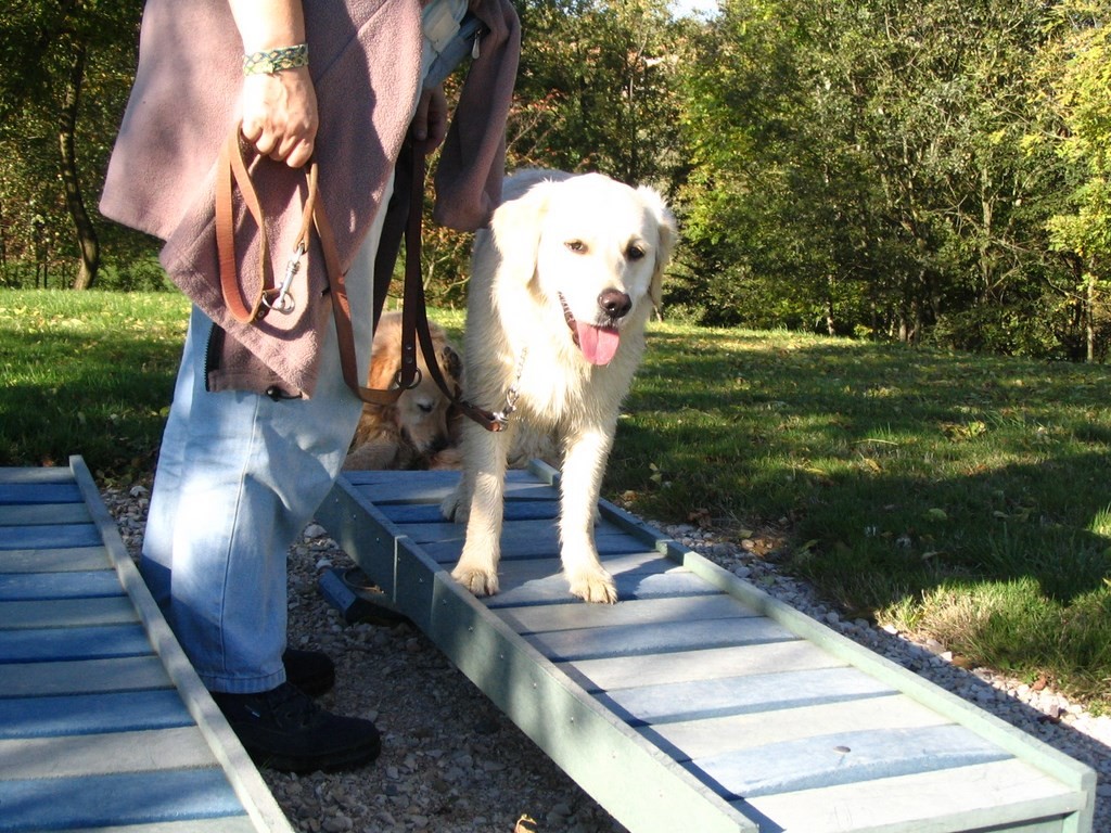 un chien visiteur,golden retriever sur une passerelle