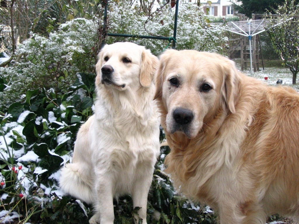 deux golden retriever dans un jardin