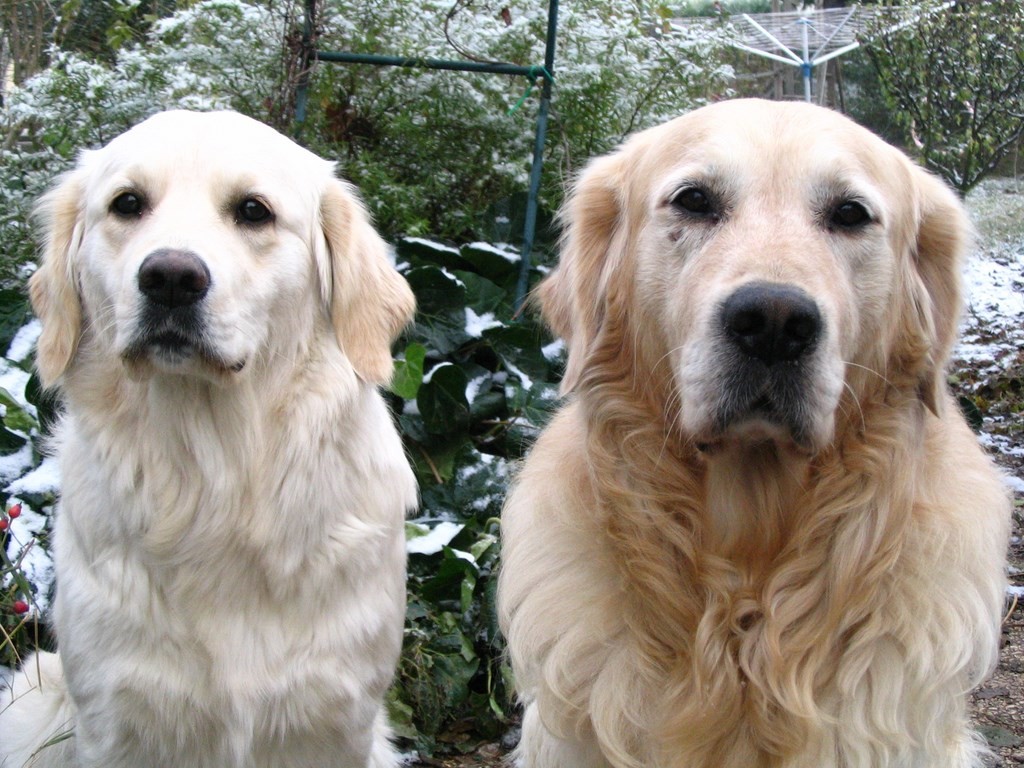 deux golden retriever dans un jardin