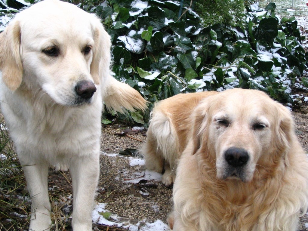 deux golden retriever dans un jardin