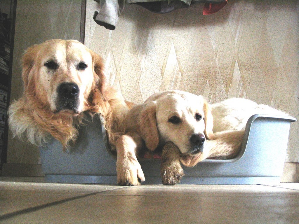 golden retriever dans un panier en plastic
