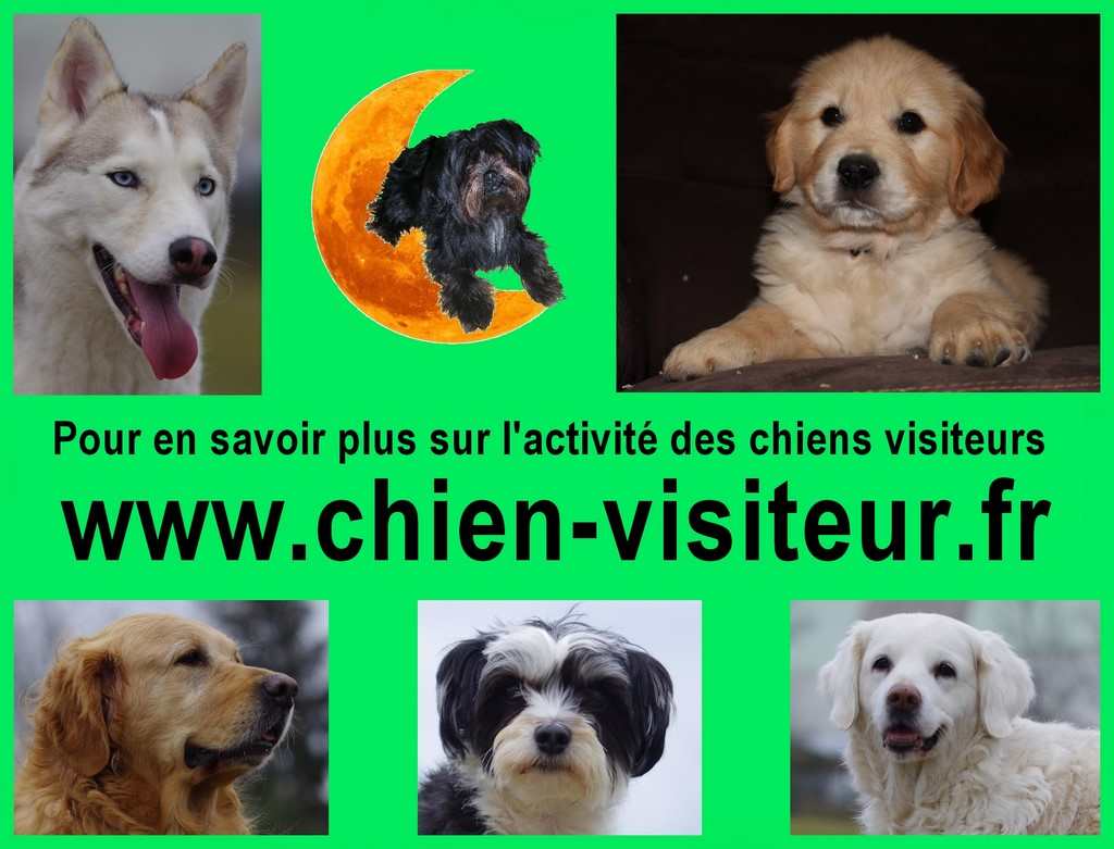 carte postale avec des  têtes de chiens visiteurs