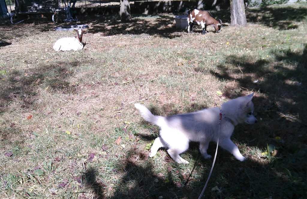 husky avec des chèvres 180925
