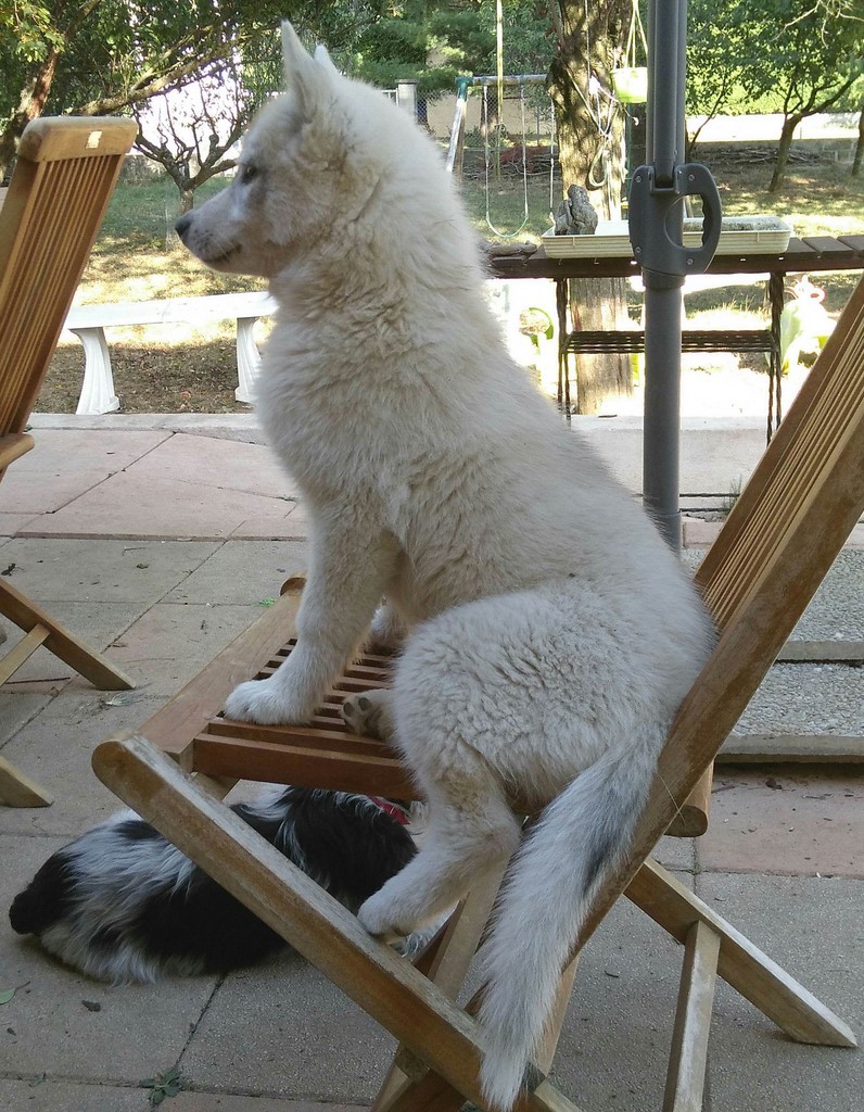 chiot husky sur une chaise
