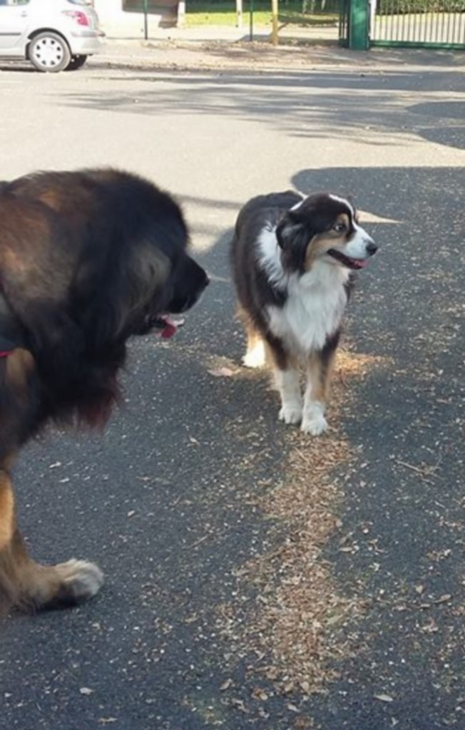 berger australien et un Leonberg 181018