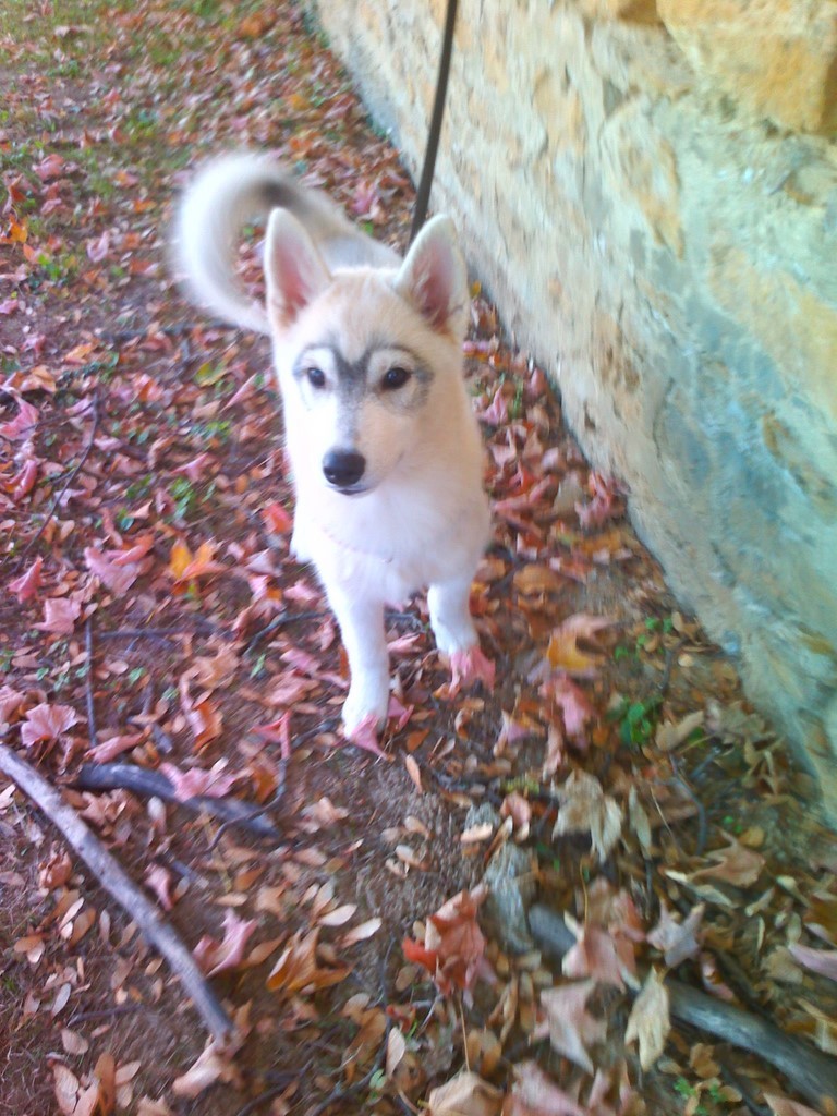 siberian husky chien visiteur 181018-2