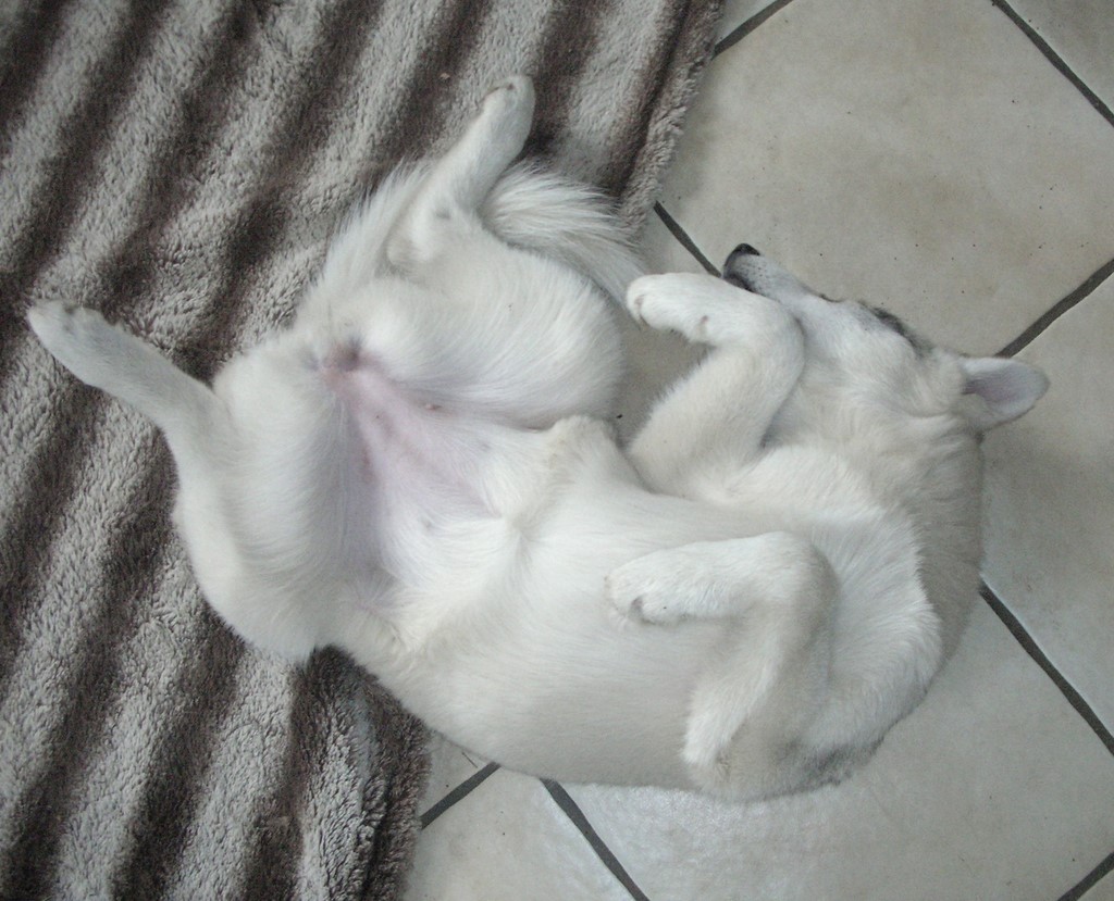 siberian husky qui dort sur le dos 181108