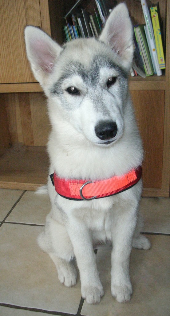 chiot 4 mois siberian husky 181107