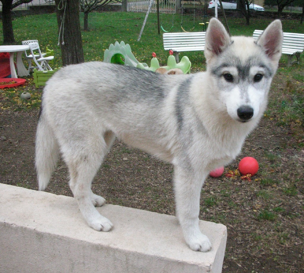 siberian husky sur un muret 181107