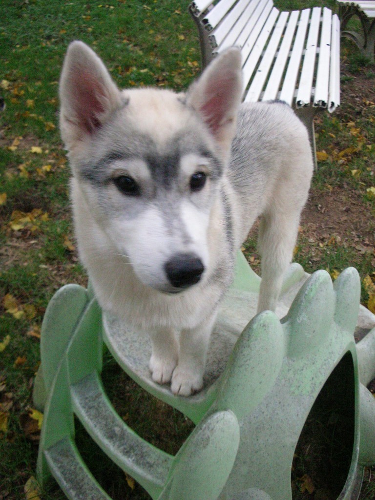 siberian husky sur un toboggan 181107