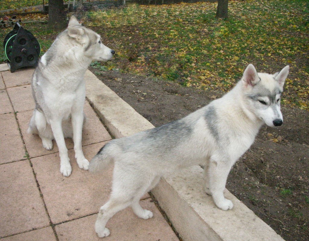 2 siberian husky sur une terrasse 181107