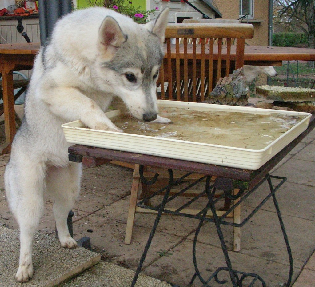 , husky de 4 mois  boit dans l'abreuvoir des oiseaux