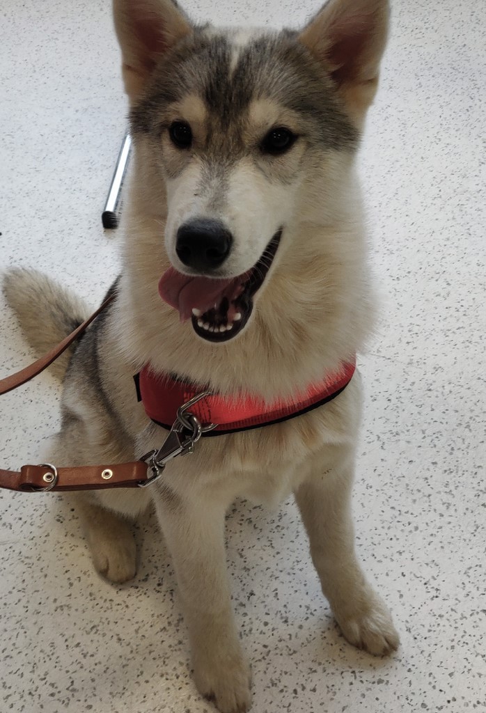 jeune siberian husky 181203