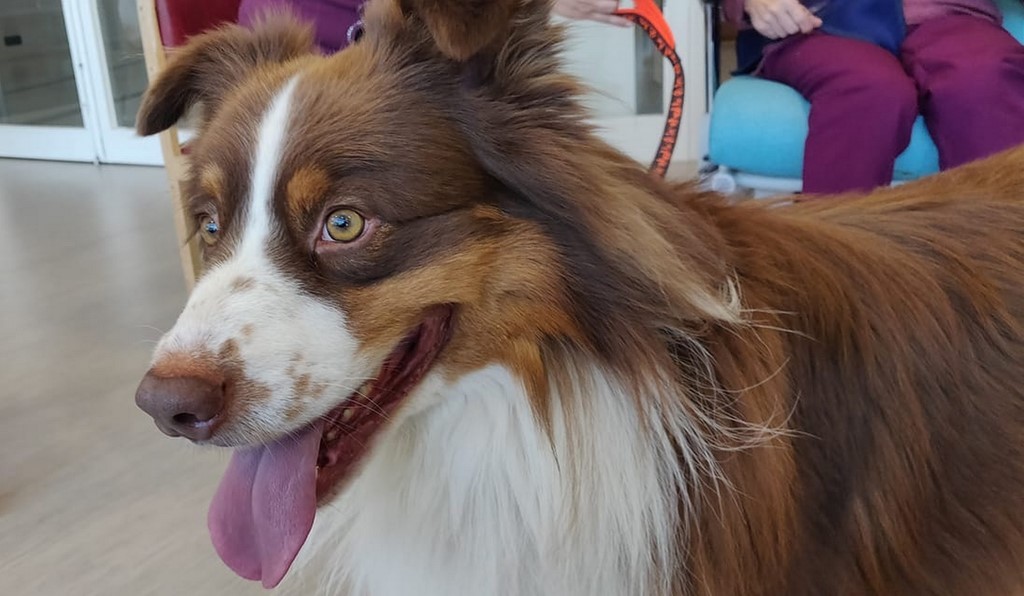 Une photo rapprochée de la tête d'un chien Berger australien à poil brun roux et blanc. Lors d’une visite chien visiteur à l'hôpital Lyon sud en janvier 2020