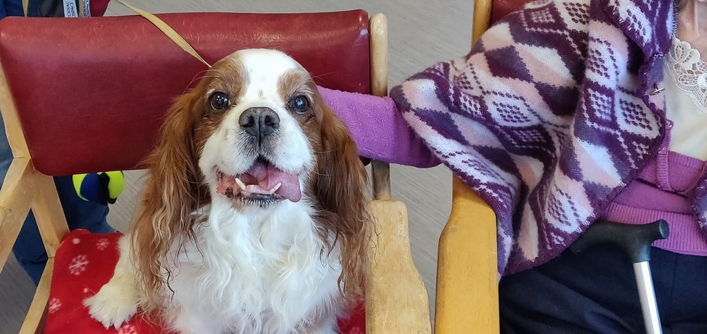 Visite chien visiteur à l'hôpital Lyon-sud : Un chien visiteur, Cavalier King Charles Spaniel, assis dans un fauteuil à coté d’une personne âgées assise.