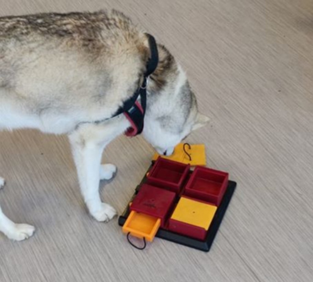 Un chien husky concentré sur un jouet interactif composé de plusieurs compartiments. Le chien est en train d'essayer d'ouvrir les différents compartiments