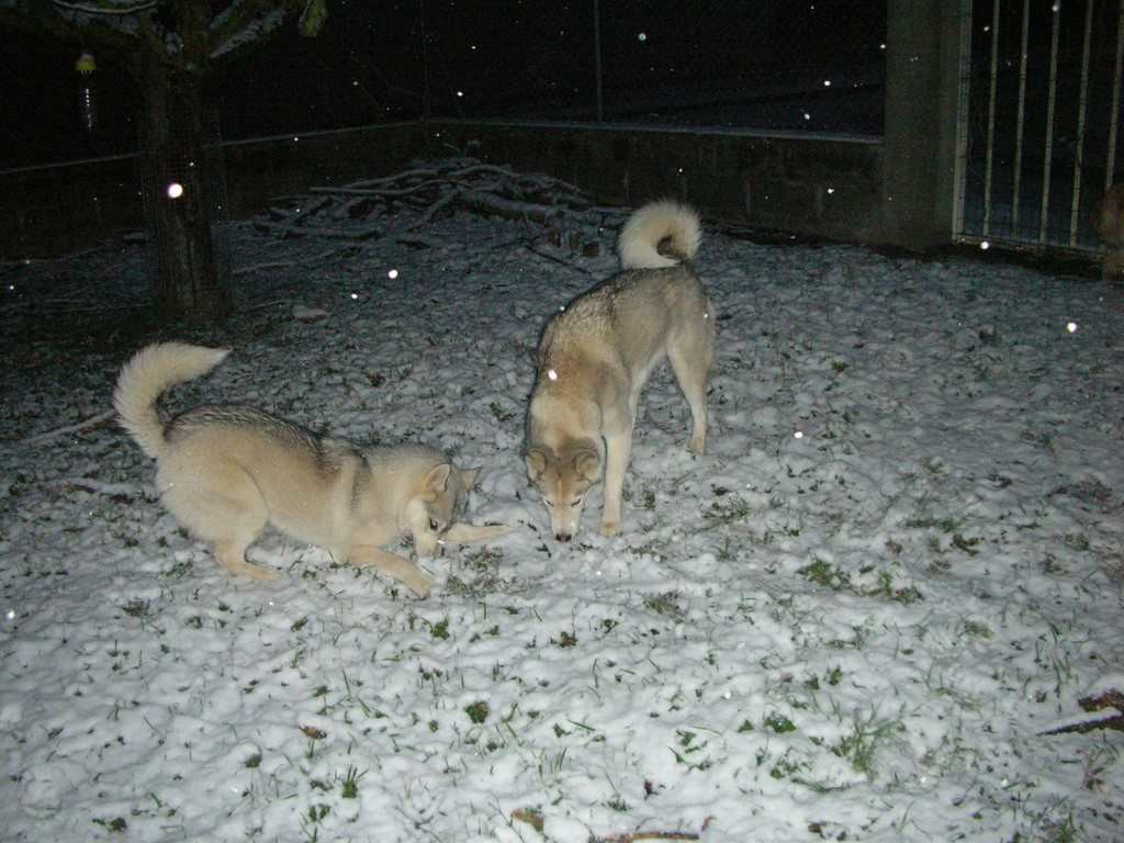 Deux husky dans la neige