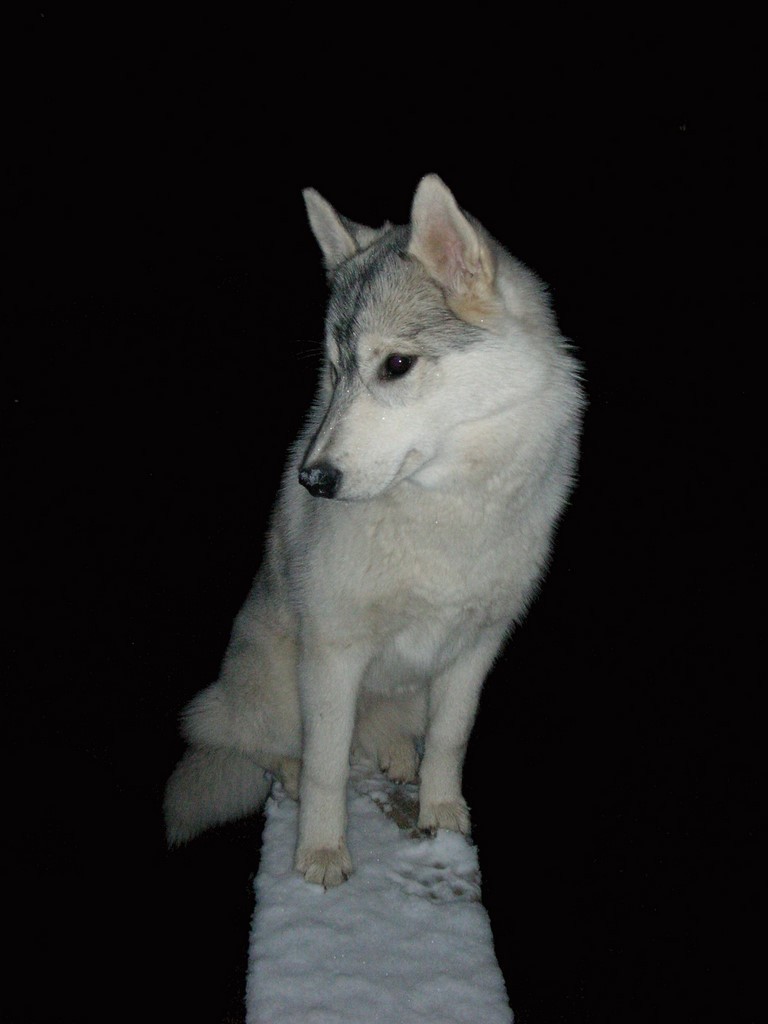 Siberian husky sur un muret