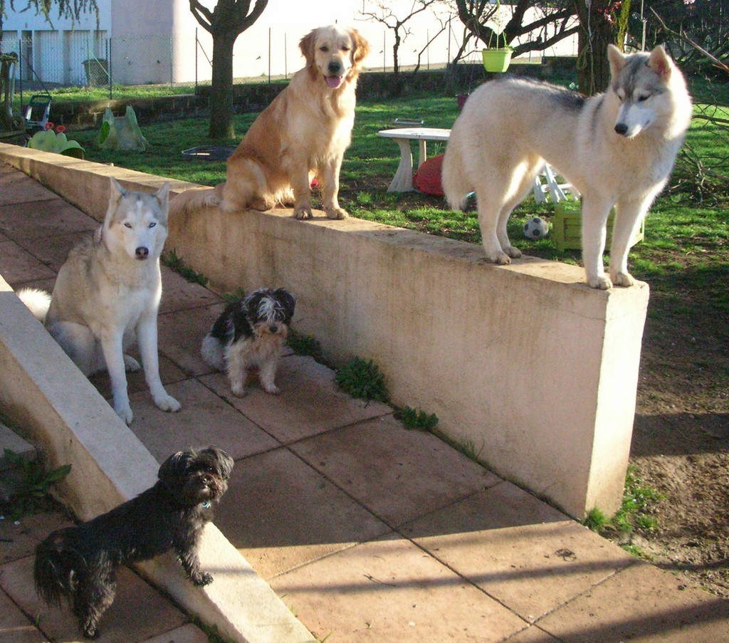 5 chiens de races différentes sur une terrasse. 2 husky, 1 golden retriever, 1 petit chien noir et 1 petit chien noir et blanc sont sur une terrasse extérieure