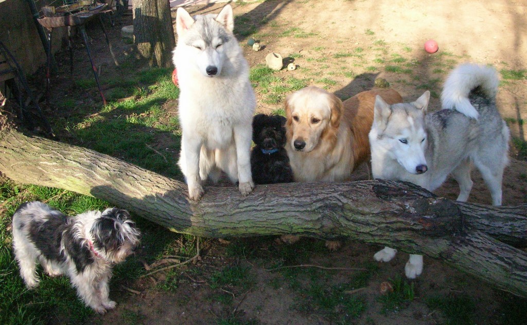 .Chiens regroupés autour de la souche d'arbre. Deux Husky sibérien blanc, un Golden Retriever doré, un petit chien croisé noir et blanc. L'atmosphère est calme