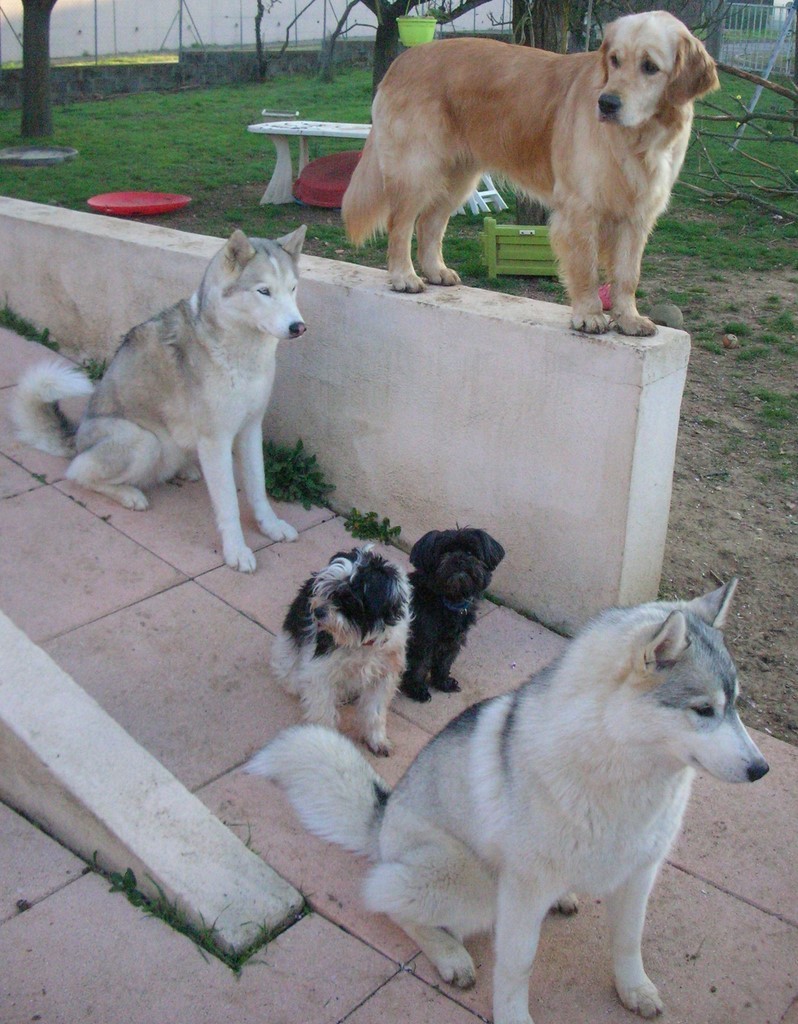 5 chiens de races différentes, sur une terrasse. 2 husky gris, un chien noir et blanc, un golden retriever brun et un chien noir. moment de repos, d'observation