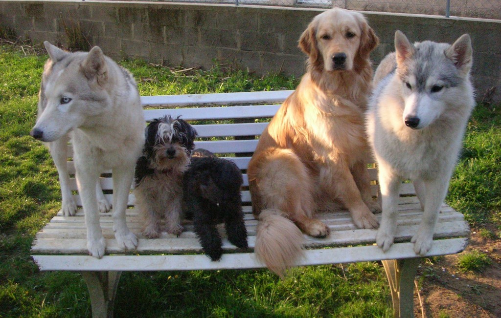 5 chiens assis à l'aise sur une banquette en extérieur, chacun ayant une posture décontractée. Leurs expressions sont paisibles, leurs postures sont calmes.