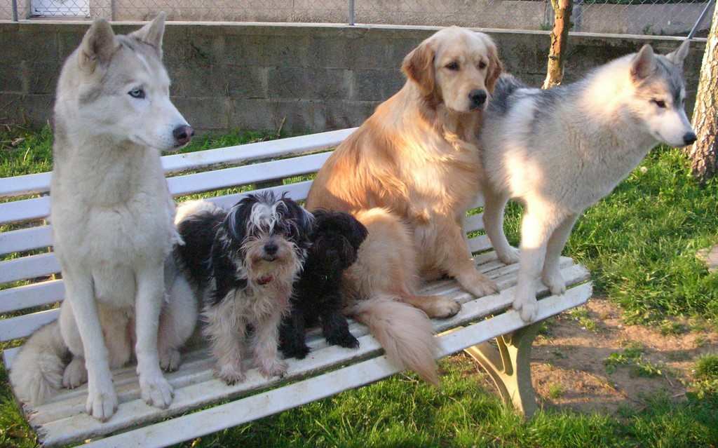 5 chiens visiteurs sur un banc