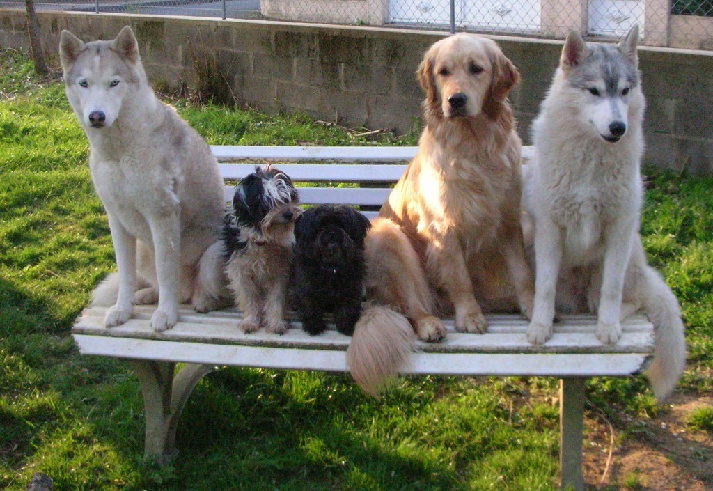 5 chiens sont assis sur une banquette blanche. 2 husky et 1 golden retriever sont assis à l'extrémité de la banquette et deux petits chiens sont assis entre eux