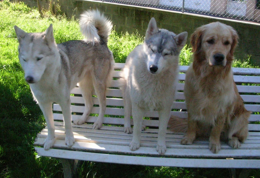 3 chiens, 2 Husky, 1 Golden Retriever, sont assis sur une banc en plein air. Les trois chiens sont en position assise et semblent relaxés. Journée ensoleillée.