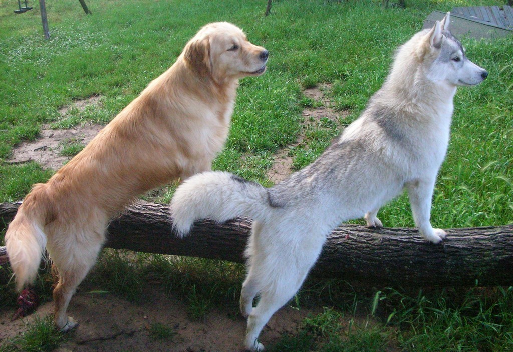 l'image présente deux chiens. Un golden retriever (à gauche) et un husky, placés de chaque côté d'un tronc d'arbre couché dans un jardin avec une pelouse verte.