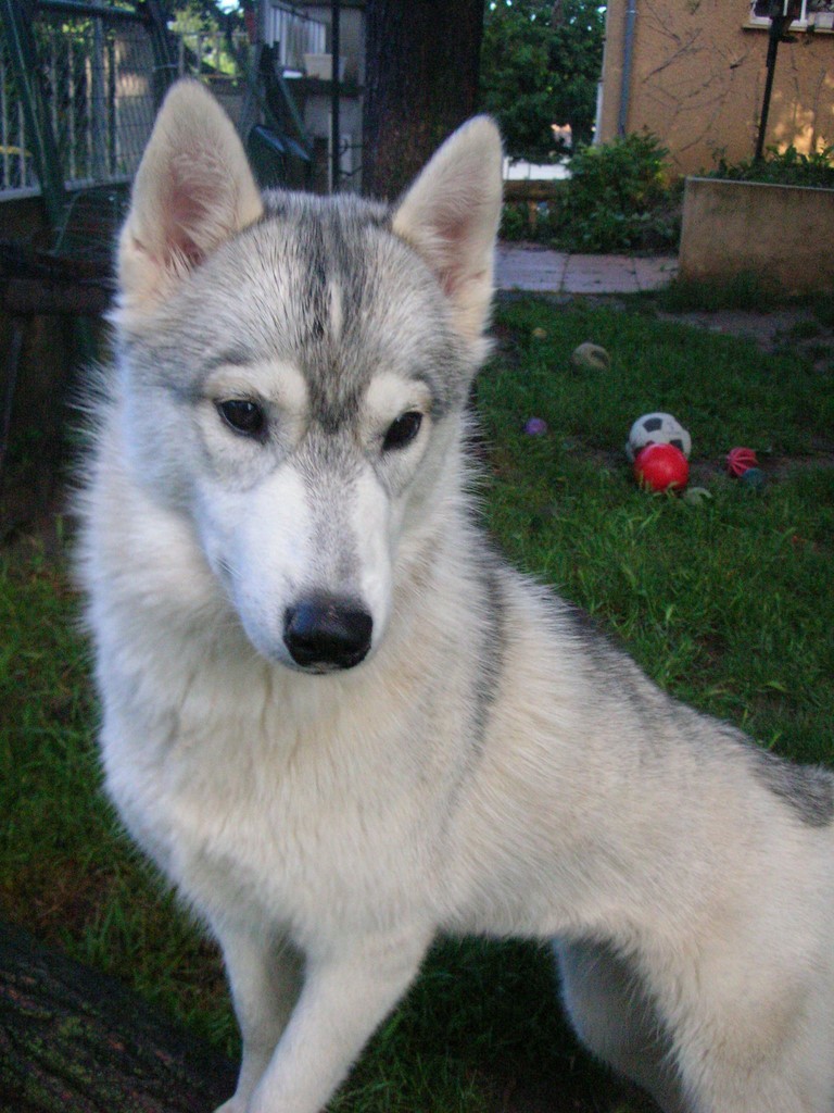 tête d'un husky de 11 mois