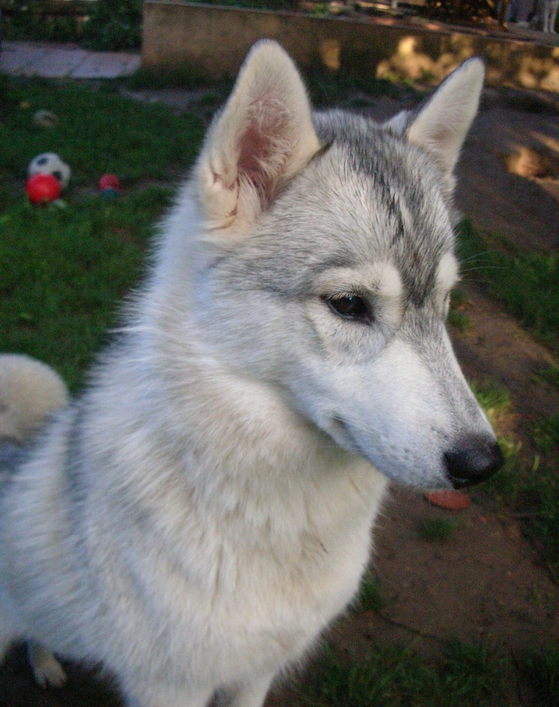 tête d'un siberian husky de 11 mois