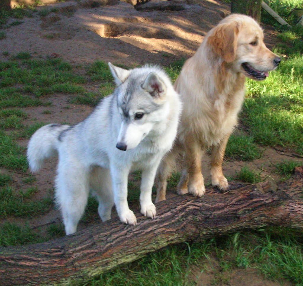 1 husky et 1 golden retriever, sont debout sur un tronc d'arbre, leurs regards est orientés vers l'avant, avec les oreilles dressées. L'atmosphère est paisible.