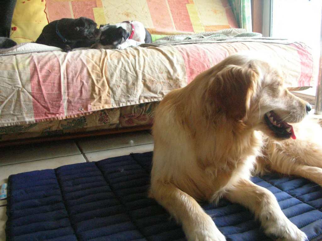 chien visiteur sur un tapis réfrigérant