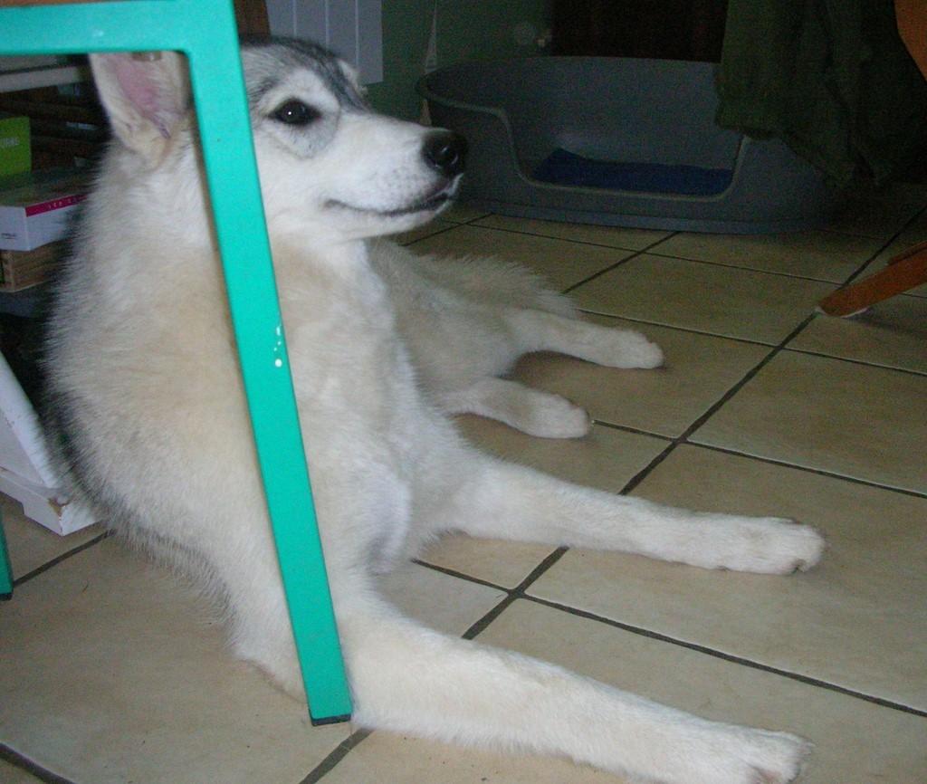 husky couché