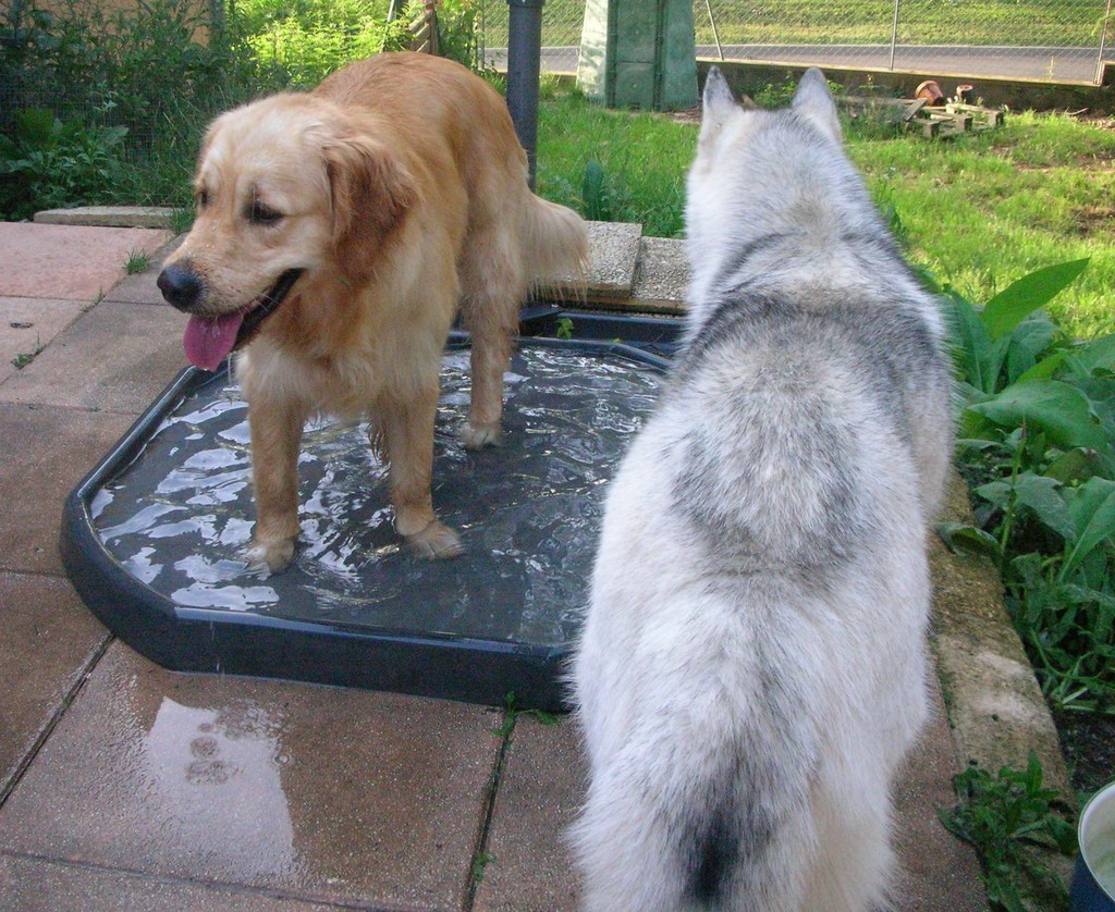 2 chiens, un golden retriever et un husky. Les deux chiens se tiennent debout dans l'eau, les pattes trempées.s dans un bac rempli d'eau, sur une terrasse.
