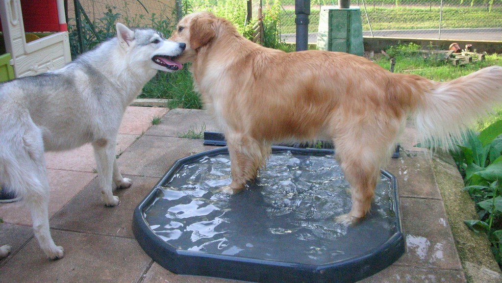 Deux chiens se tiennent sur un bac à eau au sol entre eux. Le husky est à gauche et le golden retriever est à droite. L'ambiance est calme et décontractée.